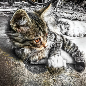 Meghna Mishra-神秘巨星 (黄锦鹏/毛大宝 Remix)