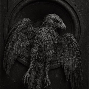 Buzzard (Extendet|Explicit)