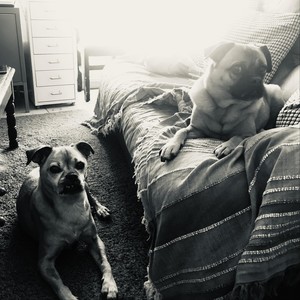 Every Kingdom for Some Horse