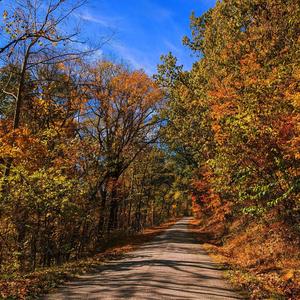 Autumn Stroll