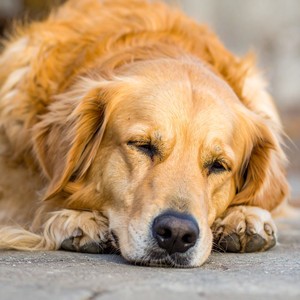 Armonía De Mascotas Suaves Y Calmadas