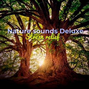 Relaxing Piano Music And Soft Rain Sounds