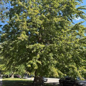 4Sure (feat. ADson) (Explicit)