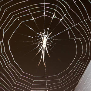 4 Headed Goat (feat. Siracha Sugar, SwampBane & Infinite Arson) (Explicit)