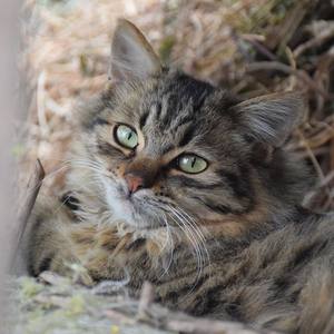 Butter-Fly (钢琴伴奏版)