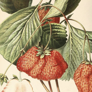 Strawberry