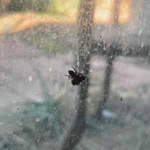 the spider and the fly