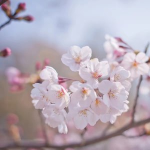 云岭欢歌
