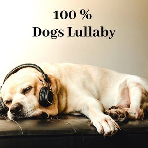 100 % Dogs Lullaby