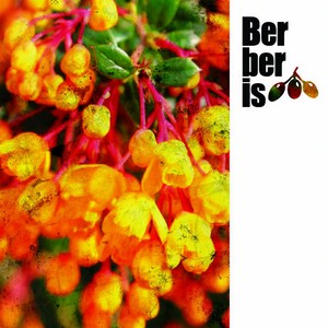 Mellow Park (Original Mix)