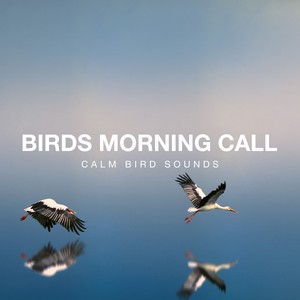 Birds Morning Call