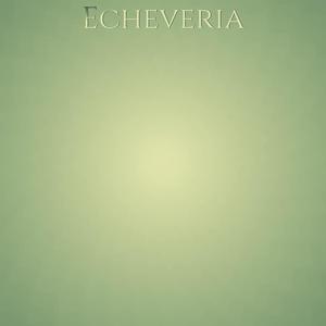 Echeveria