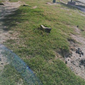 Dímelo (feat. Lil shovit) (Explicit)