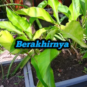 Berakhirnya