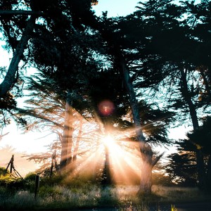 Morning Dew Serenity