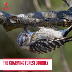 The Charming Forest Journey