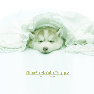 편안한 강아지 (Comfortable dog)