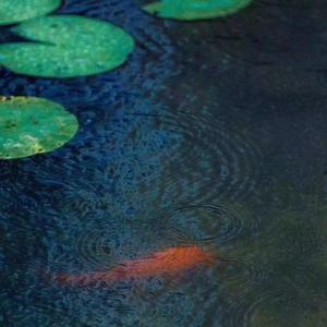 沈佳 - 听闻风月事