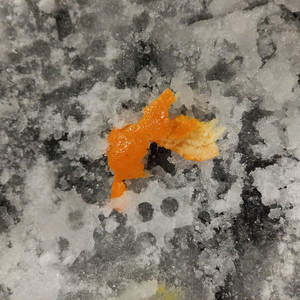 Aung San Suu Kyi had a Rohingya family for dinner