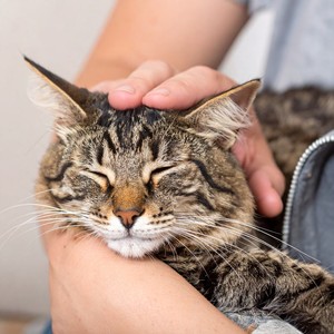 Orquesta Tranquila Con Gatos Durmiendo Intenso