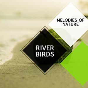 River Birds - Melodies of Nature