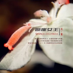 断崖女王 (伴奏)