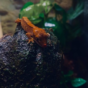 Theory of the Seasons