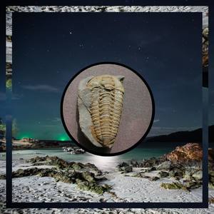 Trilobite