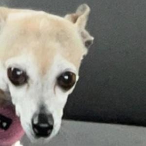 Tainted Meat (feat. XXJORGELP) (Explicit)