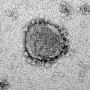 SARS-CoV-2 (Remix|Explicit)