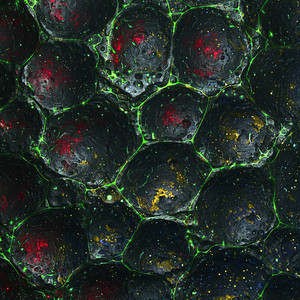 GEt A BAG (Explicit)