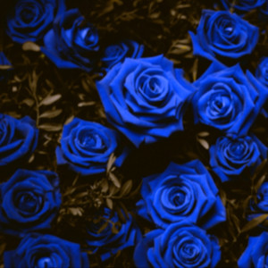 Blue Roses(feat. Bre.Ish)