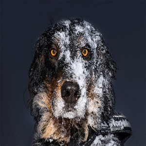 Mad dog