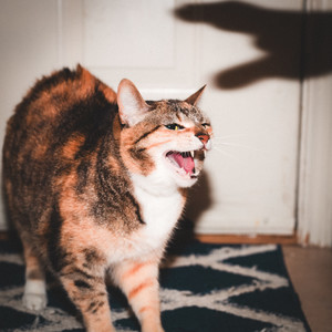 Eat Your Heart Out (Explicit)