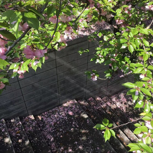 SpringThing-车厘子