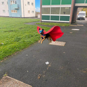 Superdog Mix
