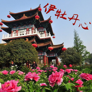 伊牡丹心