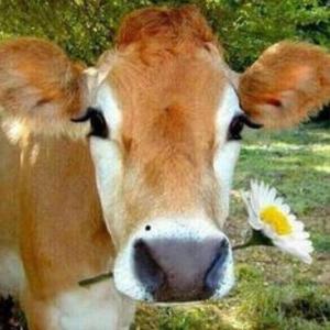 ***** im pulling up (feat. lieu) (Explicit)