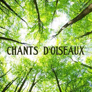 Chants d'oiseaux