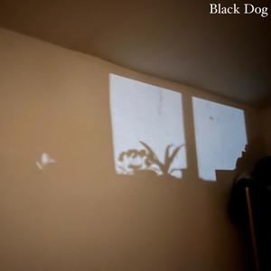 Black Dog