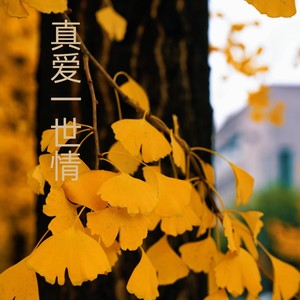 我的深情你若懂