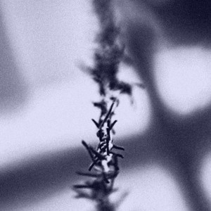 Skyward Rope (Studio Recording)