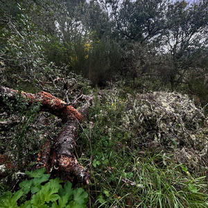 2 Fangs (feat. bnion)