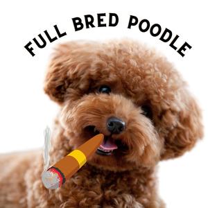 Full Bred Poodle (Explicit)