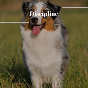 Discipline