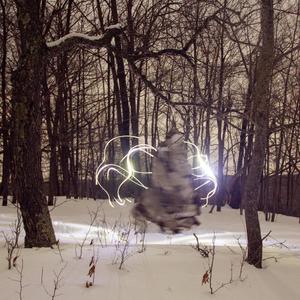 A Light In The Forest