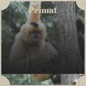 Primat