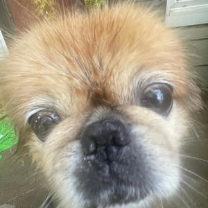 Real One (feat. Ronn, Khi Murakami & Jaysobuckz)