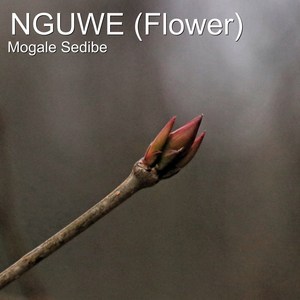 Nguwe(Flower)
