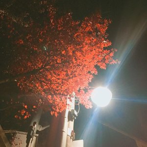 꽃잠 (Flower Sleep) (初夜)